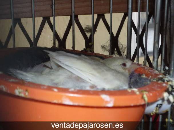 Cria de canarios en casa San Martín de la Vega?
